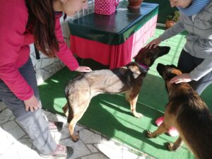 Nala en su nuevo hogar. Rescate y rehabilitación de perros sin hogar.