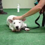 Mi perro tira de la correa