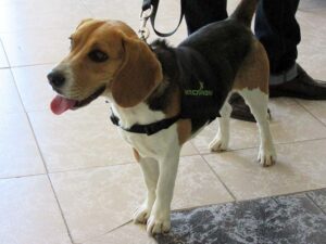 Colaboración con Narconon. Perro rescatado que ayuda con la Drogodependencia