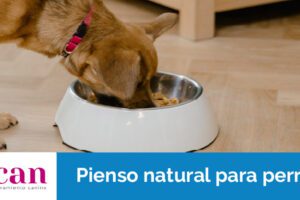 pienso-natural-para-perros pienso-natural-para-perros
