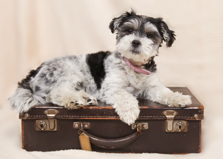 viajes con perros
