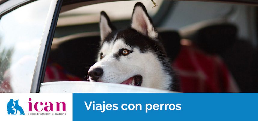 viajes-con-perros