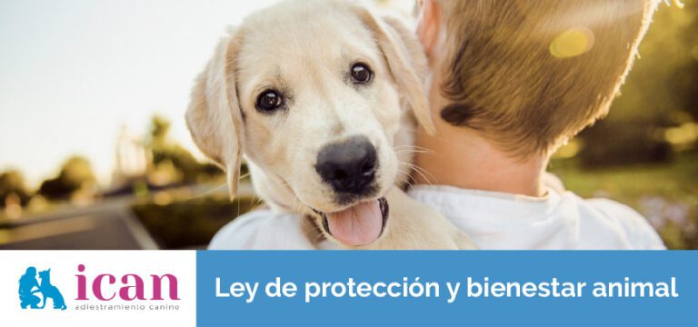 Ley-de-protección-y-bienestar-animal