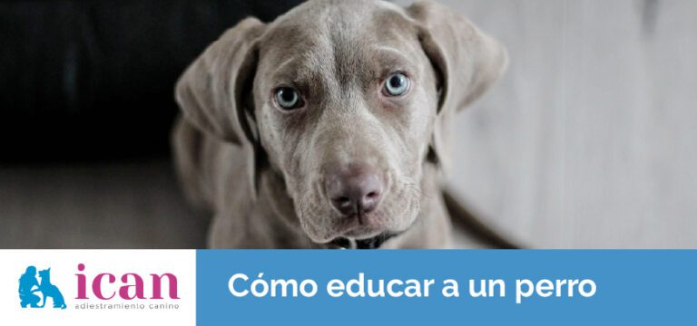 cómo-educar-a-un-perro