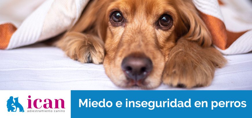 Cómo-quitar-la-inseguridad-y-el-miedo-a-un-perro