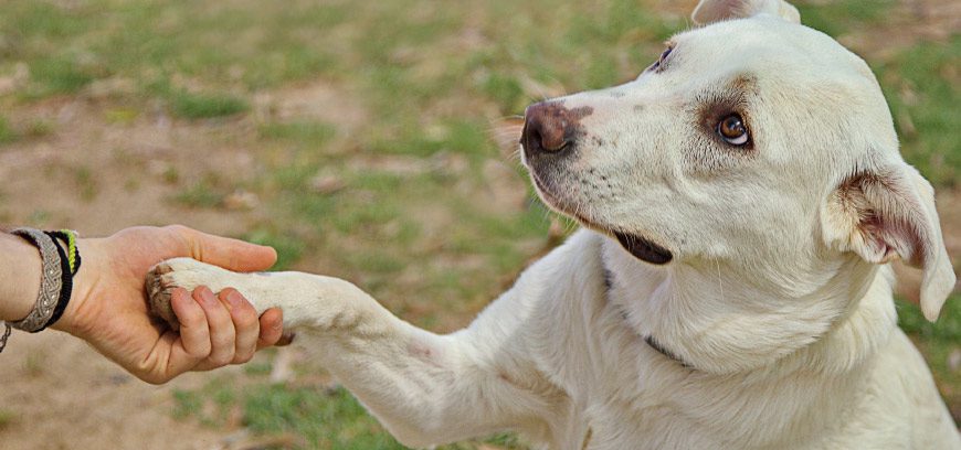 Trucos para enseñar a tu perro / ¿Cómo enseñar a tu perro a dar la pata?