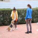 sesiones adiestramiento