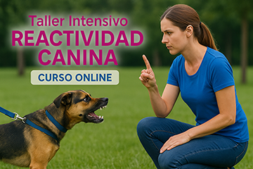 curso online reactividad canina Solucionar La Reactividad (Curso Completo)