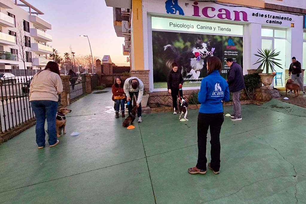 ican-grupo-perros.jpg